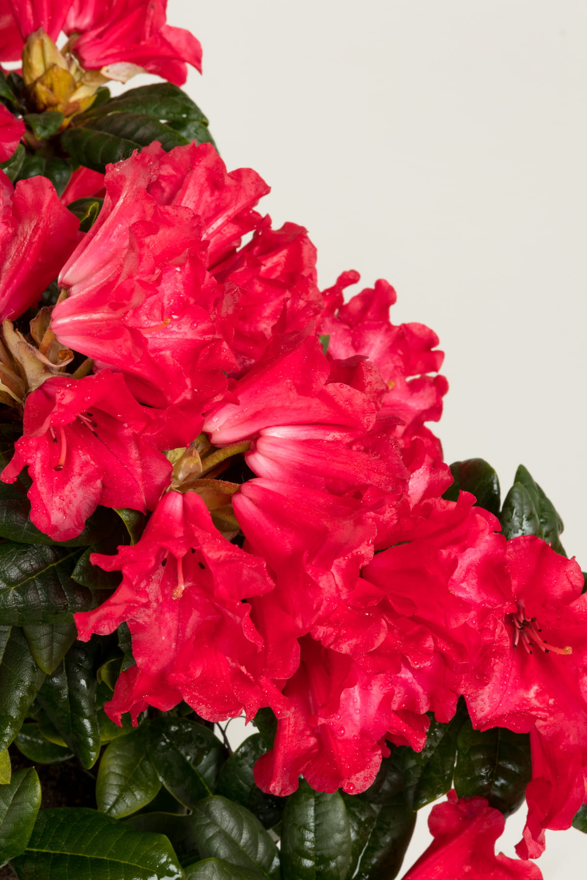 Zwergrhododendron 'Scarlet Wonder' • Rhododendron repens 'Scarlet Wonder' Ansicht 5