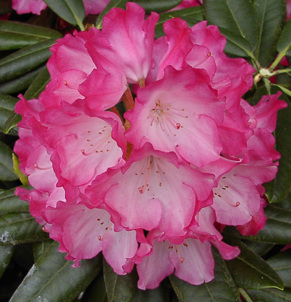 Rhododendron 'Eruption' • Rhododendron Hybride 'Eruption'