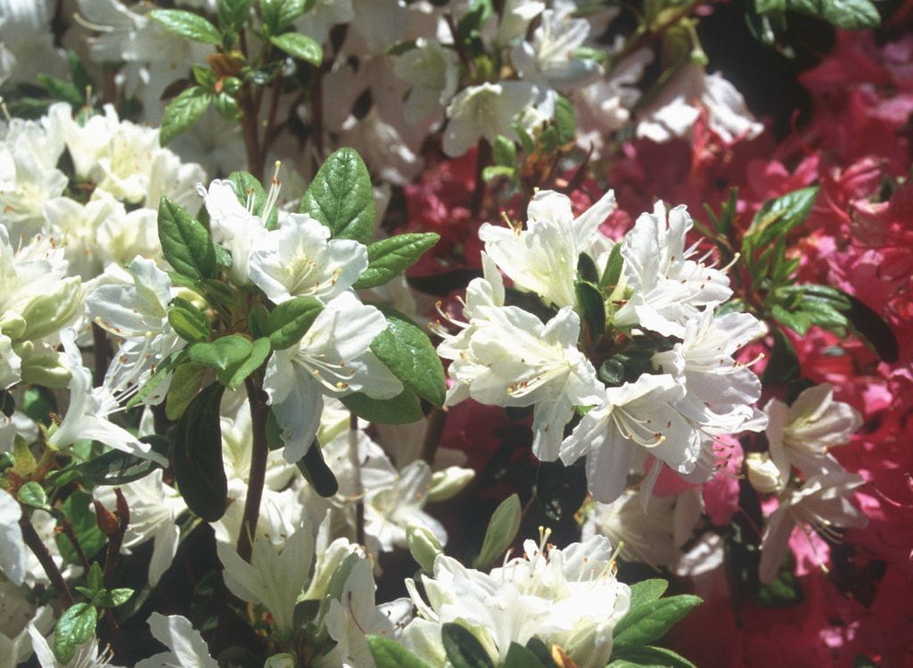 Japanische Azalee 'Schneewittchen' • Rhododendron obtusum 'Schneewittchen' Ansicht 2