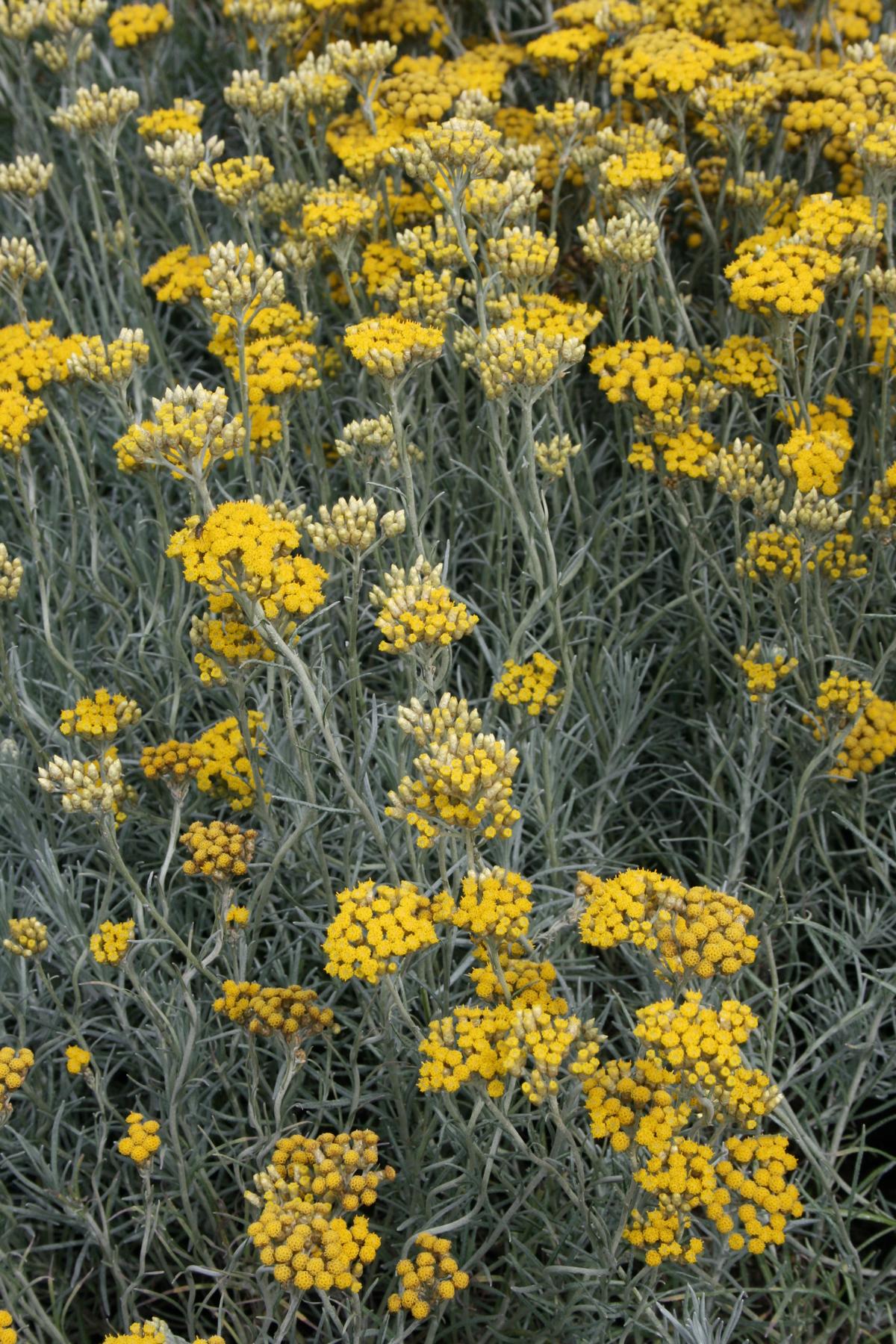 Currykraut 'Tall' • Helichrysum italicum 'Tall' Ansicht 1
