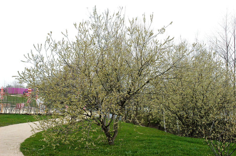 Salweide • Salix caprea Ansicht 6