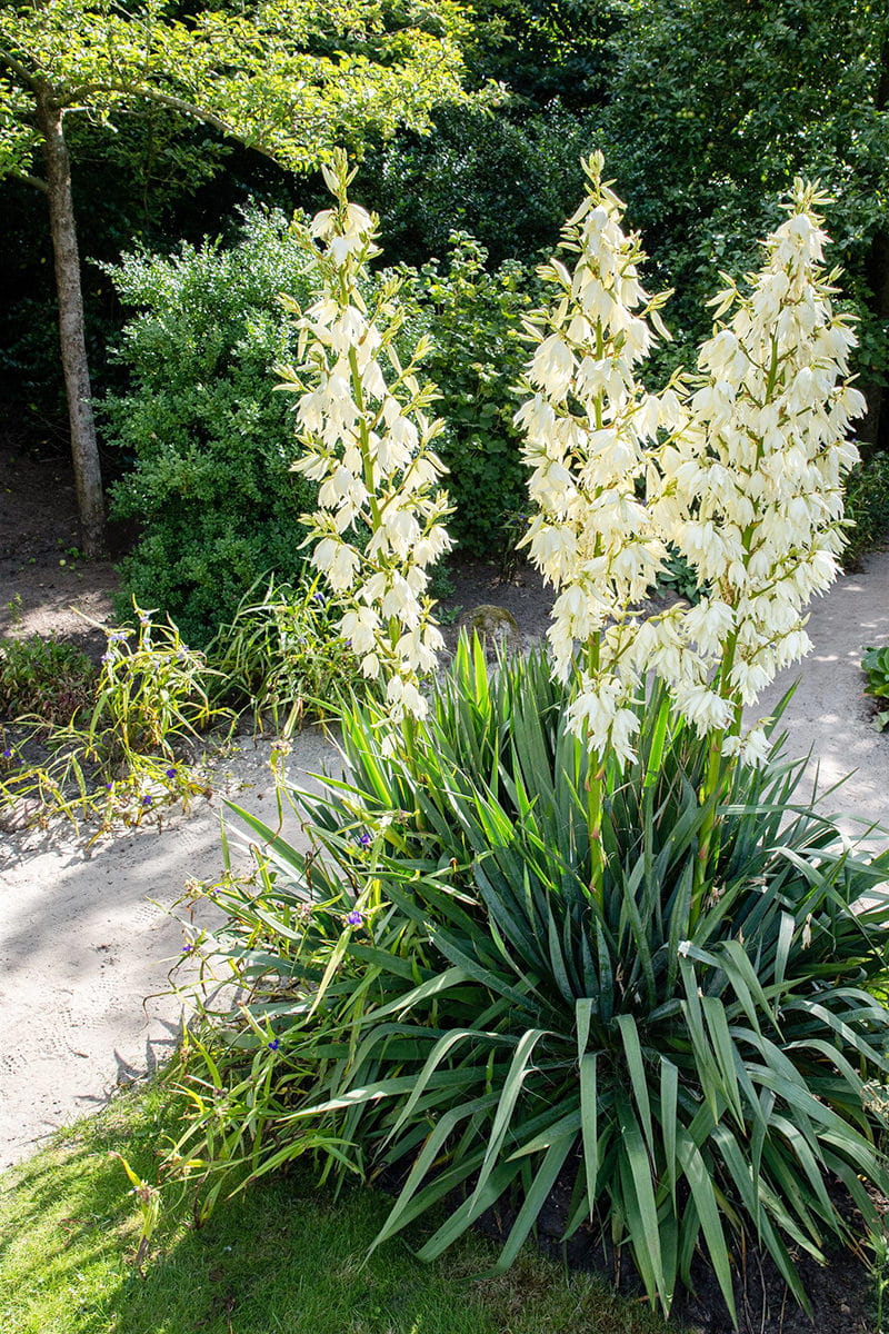 Palmlilie, Yucca-Palme • Yucca filamentosa