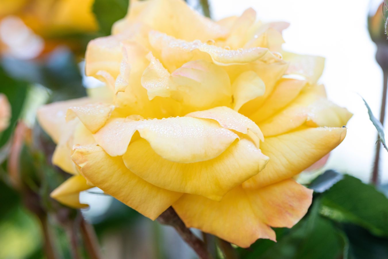 Kletterrose 'Climbing Goldmarie' • Rosa 'Climbing Goldmarie' Ansicht 3