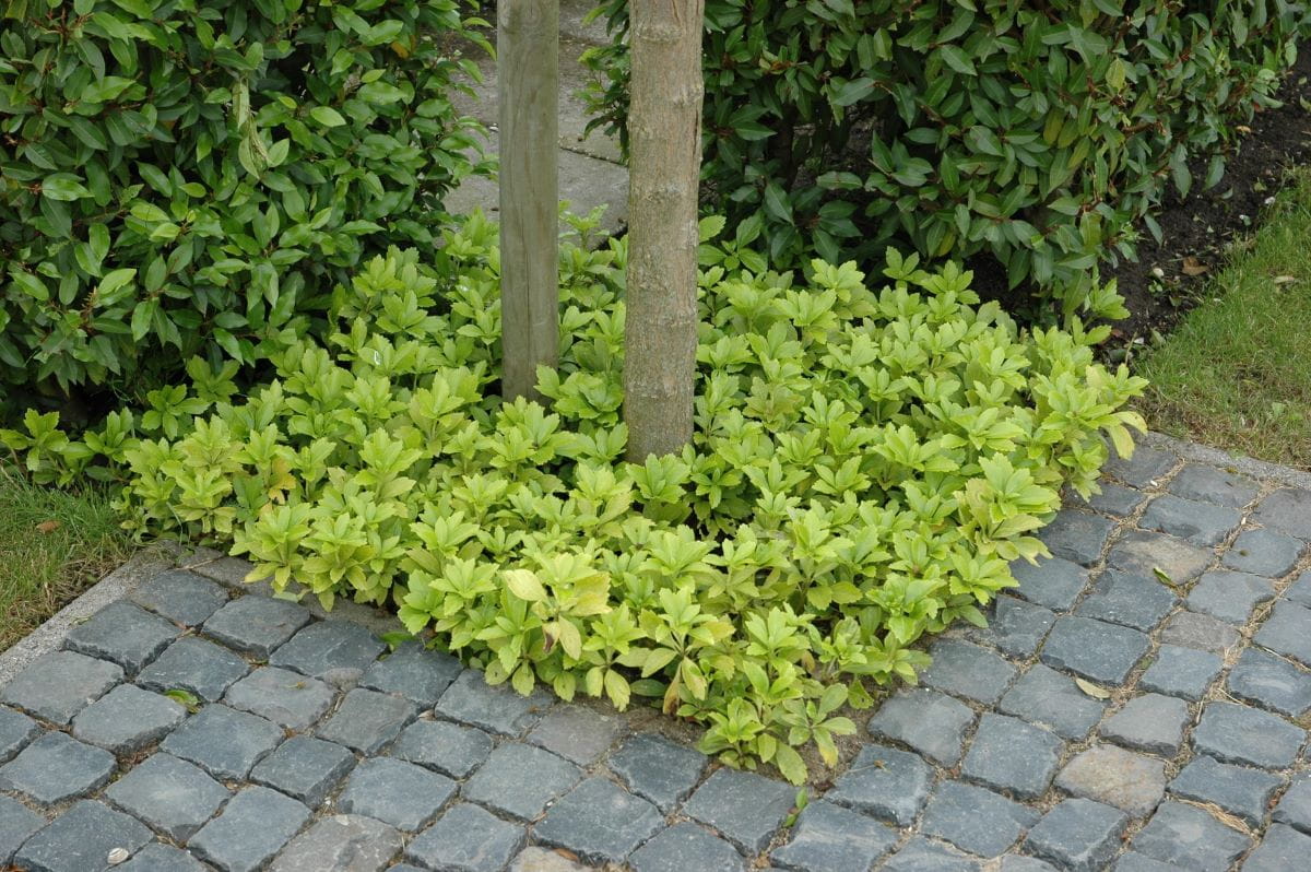 Schattengrün 'Green Carpet' kaufen