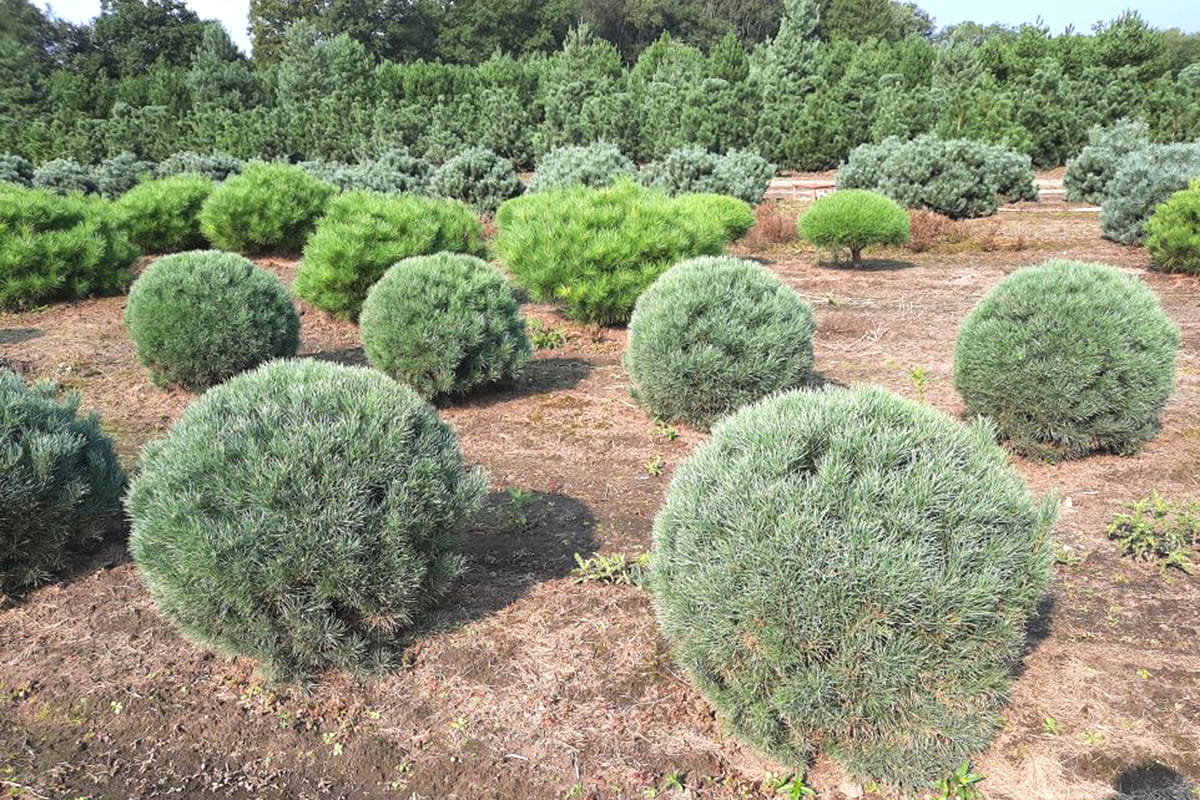 Exklusive Silberkiefer / Strauch-Wald-Kiefer Kugel • Pinus sylvestris 'Watereri' Kugel (Exklusive von Ehren Gehölze)