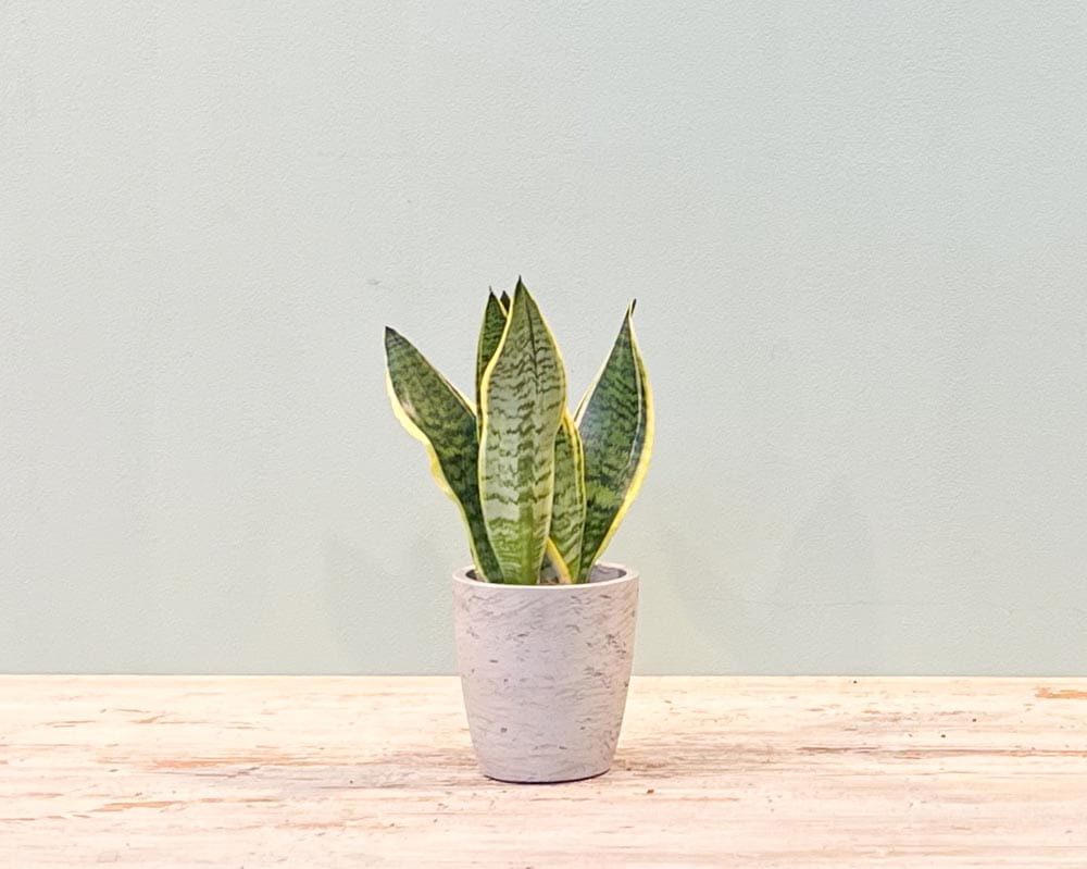 Bogenhanf 'Superba' • Sansevieria trifasciata 'Superba' Topfdurchmesser 12 cm, 30 cm hoch Topfware Ansicht 4