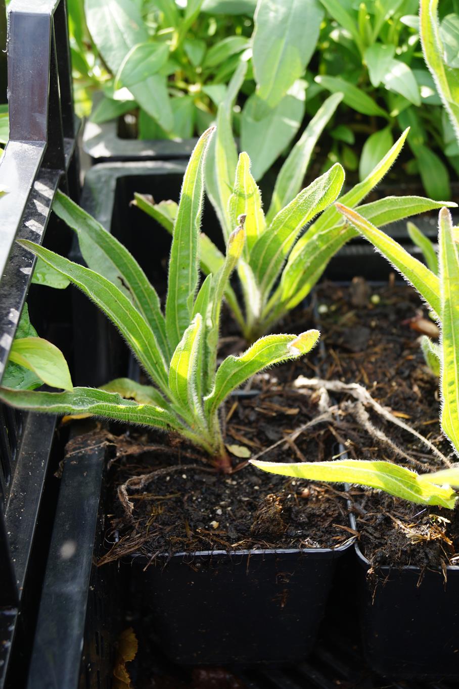 Tennessee-Sonnenhut 'Rocky Top' • Echinacea tennesseensis 'Rocky Top' Ansicht 2