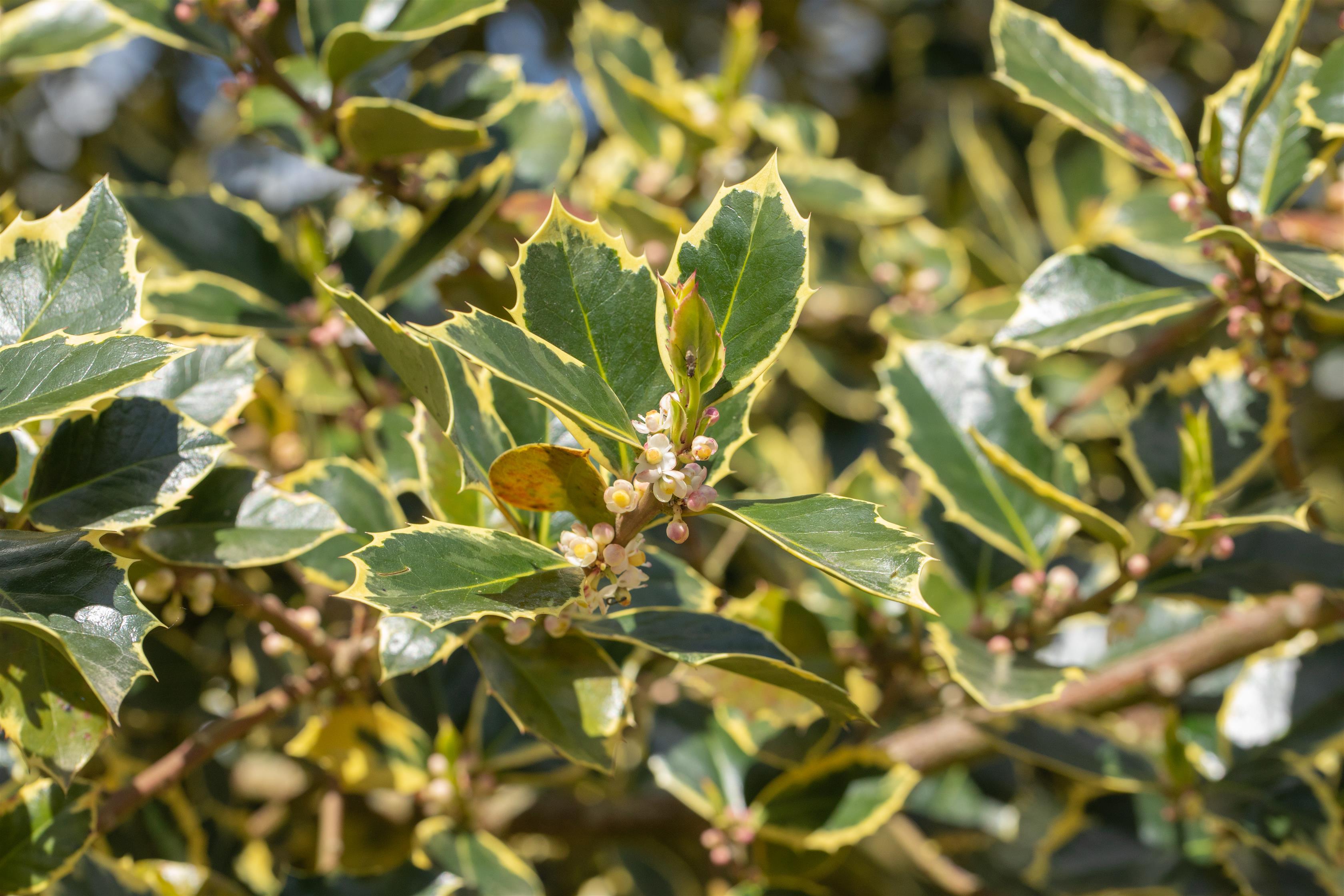 Stechpalme 'Rubricaulis Aurea' • Ilex aquifolium 'Rubricaulis Aurea' Ansicht 1