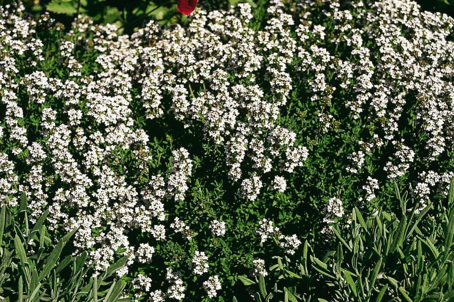 Thymian 'Compactus' • Thymus vulgaris 'Compactus' Ansicht 1