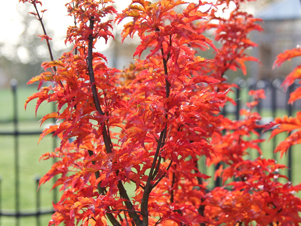 Fächerahorn 'Shishigashira' • Acer palmatum 'Shishigashira' Ansicht 2