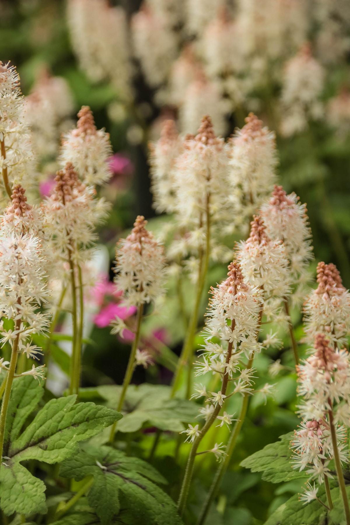 Zipfelblättrige Garten Schaumblüte • Tiarella laciniata Spring Symphony Ansicht 3 Zipfelblättrige Garten Schaumblüte • Tiarella laciniata Spring Symphony Ansicht 3