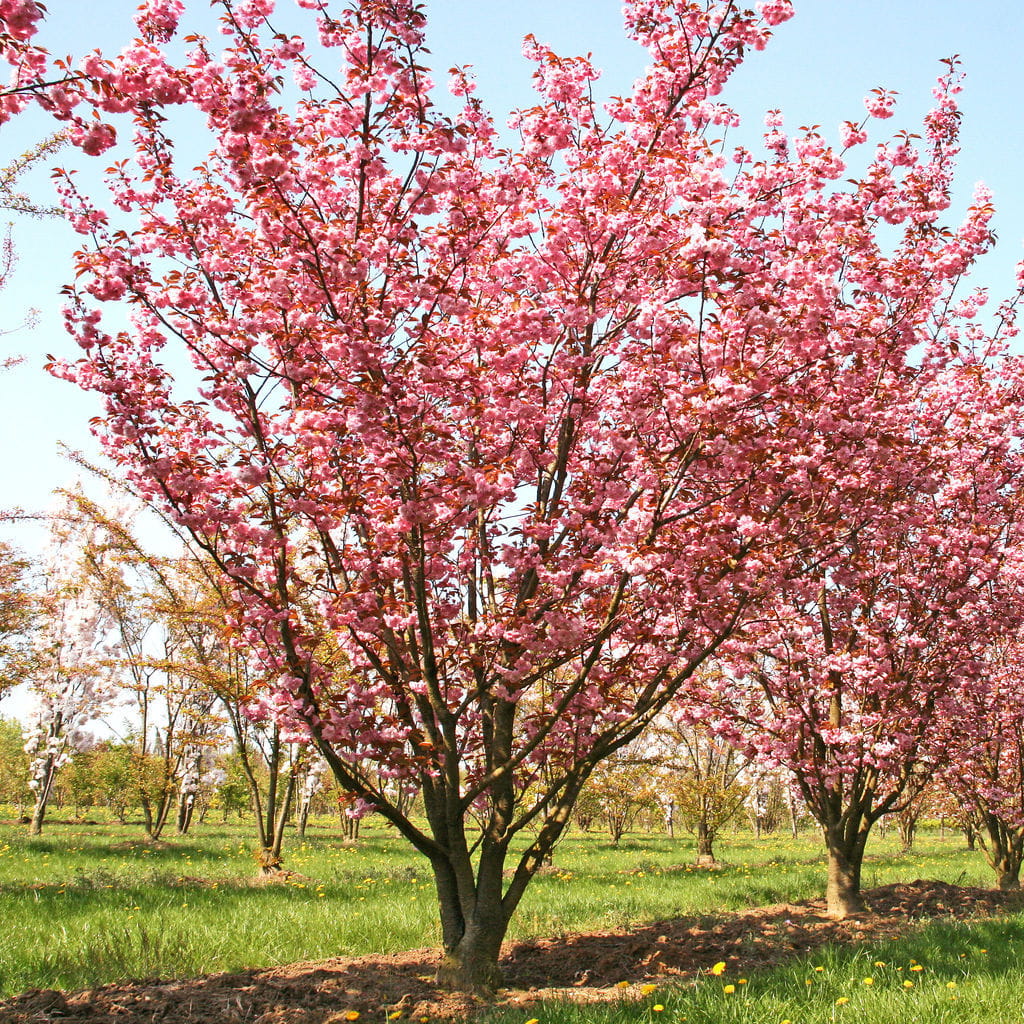 Japanische Blütenkirsche 'Kanzan' • Prunus serrulata 'Kanzan' Ansicht 1