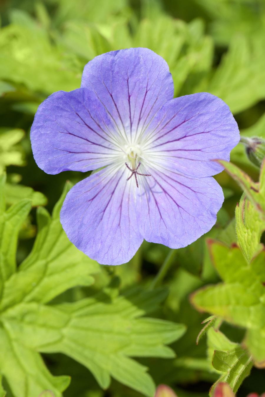 Storchschnabel 'Johnson´s Blue' • Geranium pratense 'Johnson´s Blue'