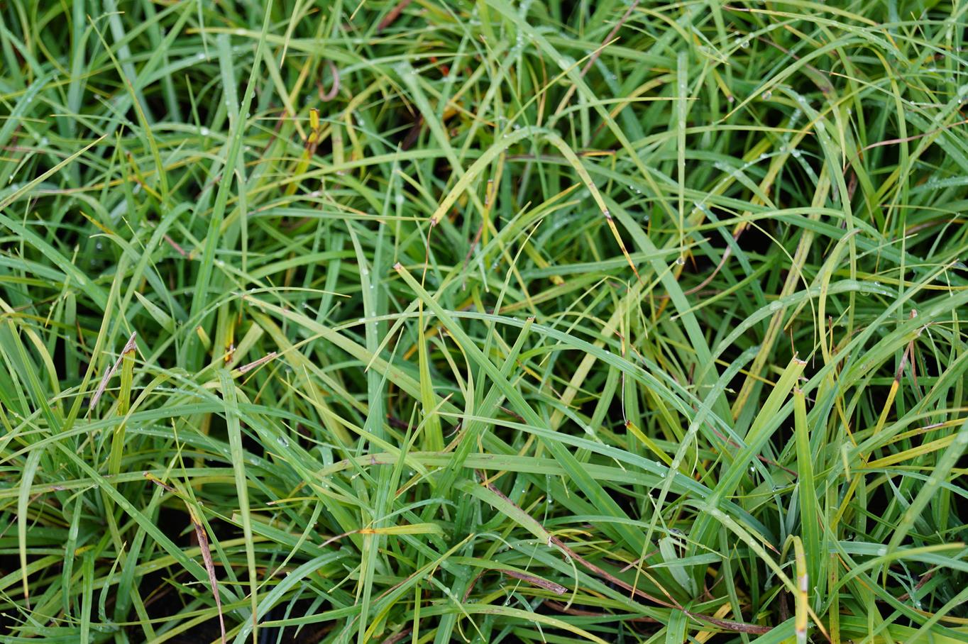 Blaugrüne Segge • Carex Flacca