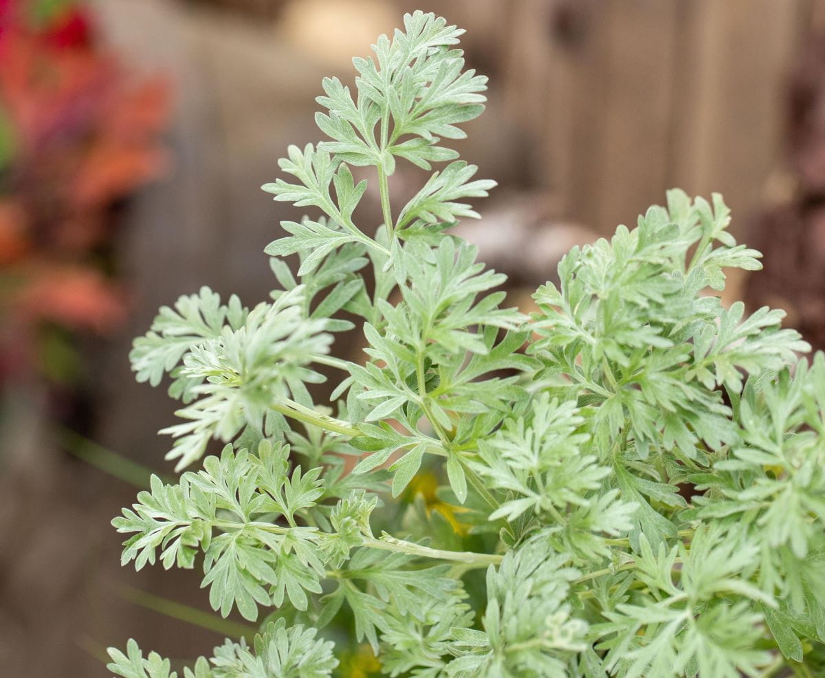 Echter Wermut • Artemisia absinthium