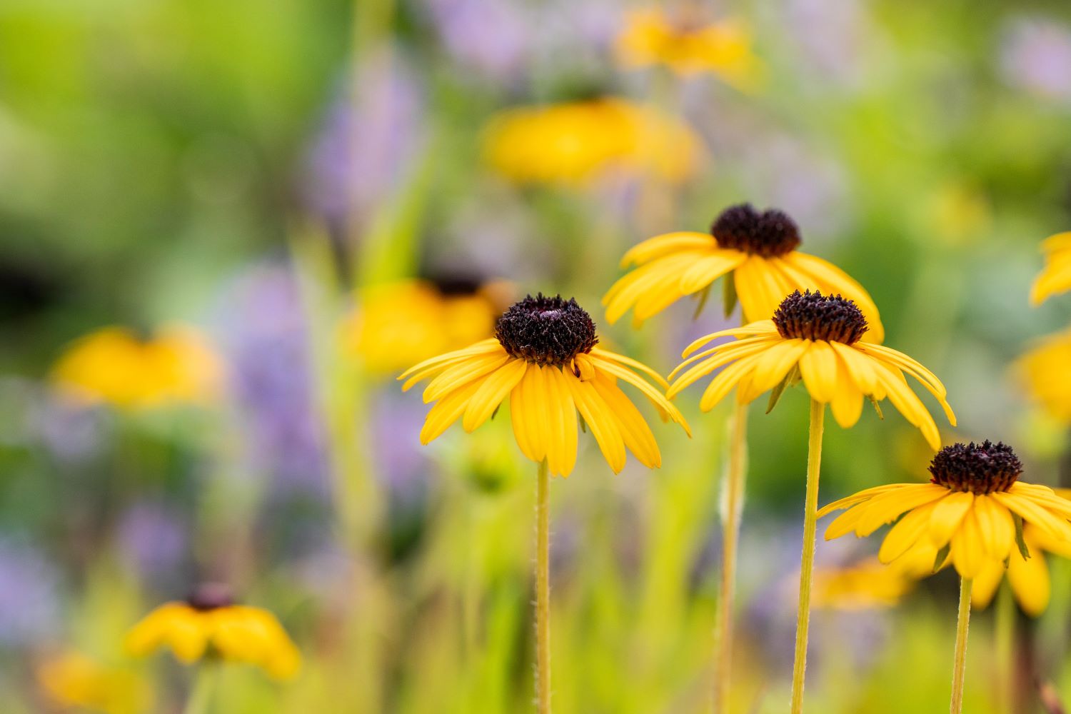 Prächtiger Sonnenhut • Rudbeckia fulgida var.speciosa Ansicht 2