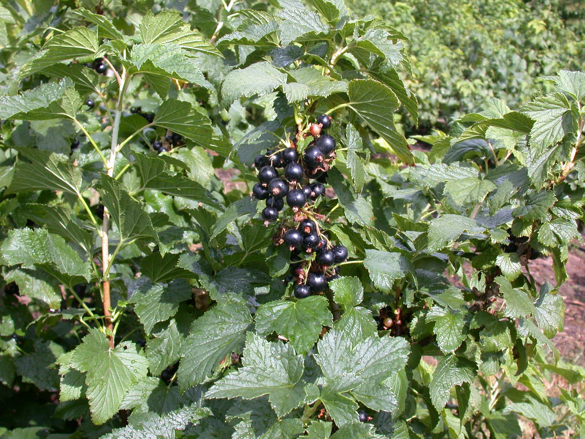 Schwarze Johannisbeere 'Hedda' • Ribes nigrum 'Hedda' Ansicht 2