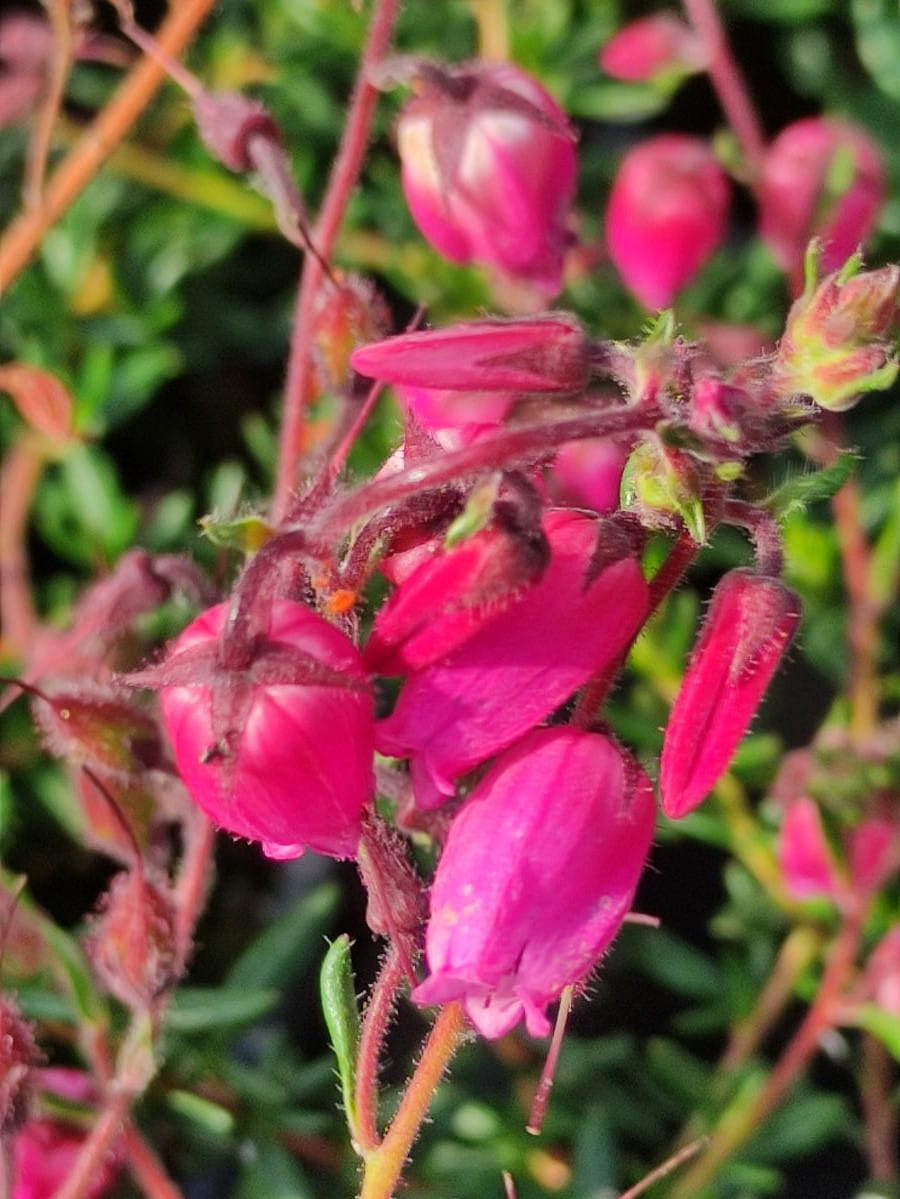Irische Heide 'Waleys Red' • Daboecia cantabrica 'Waleys Red' Ansicht 1