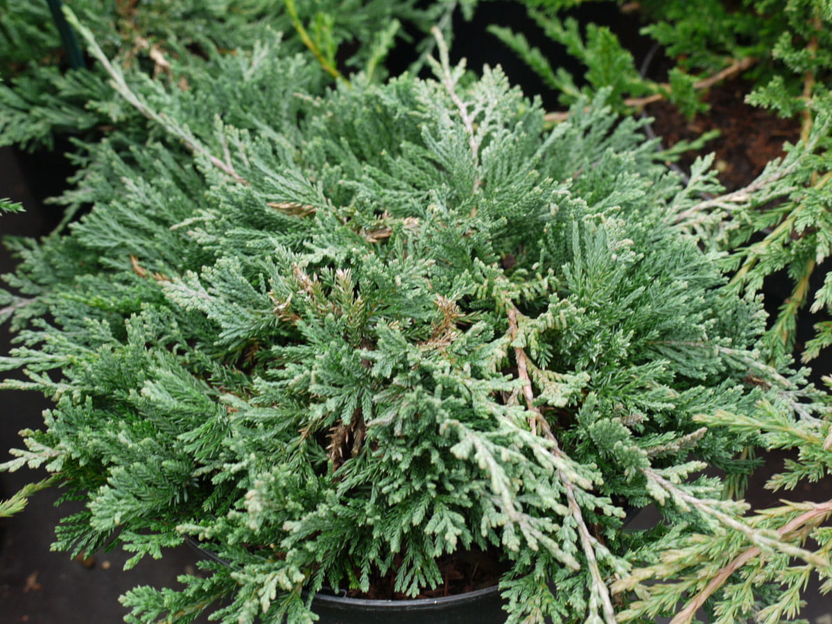Teppich-Wacholder 'Wiltonii' • Juniperus horizontalis 'Wiltonii' Containerware 20-30 cm breit, Ansicht 1