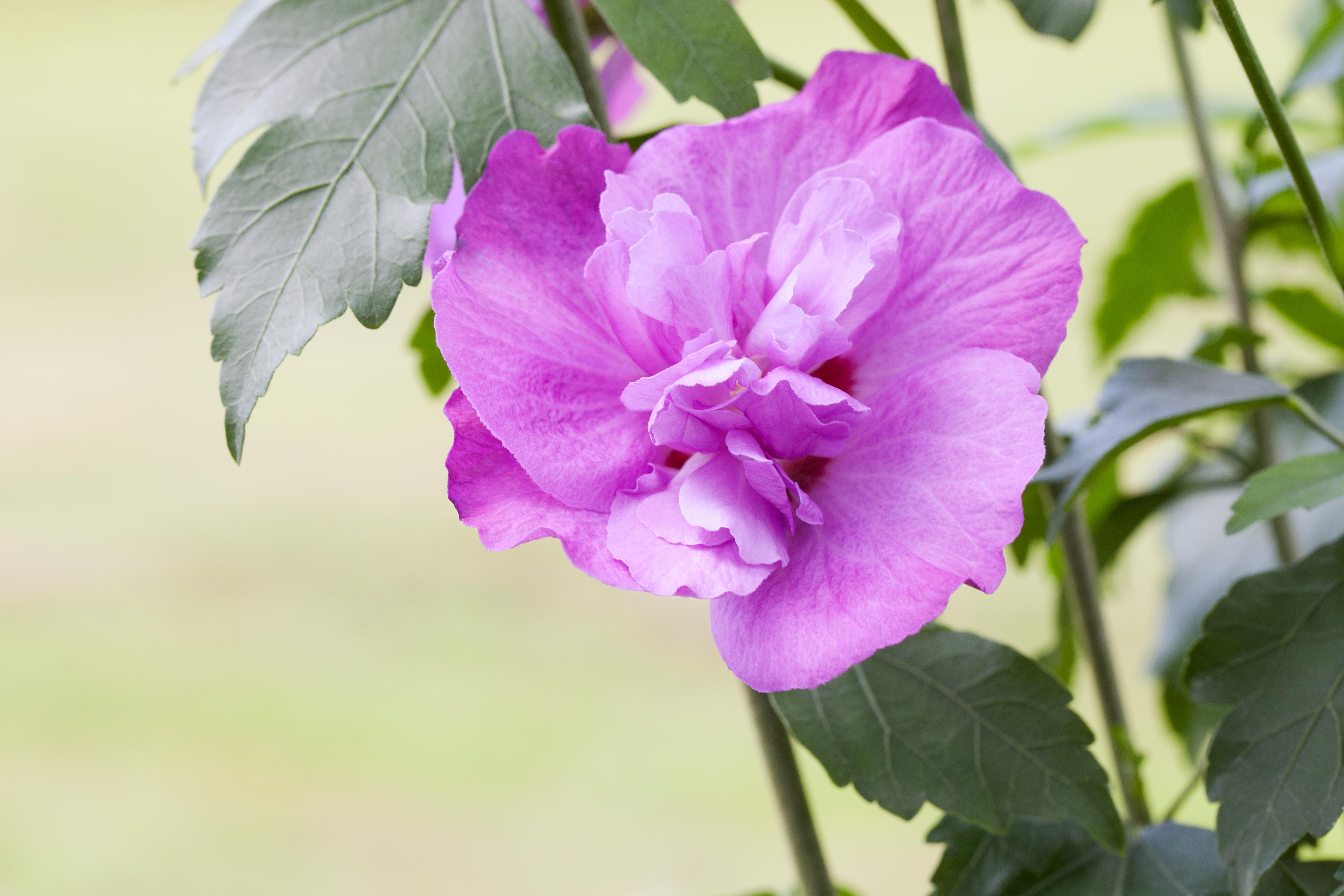 Garteneibisch Purple 'Ruffles'® • Hibiscus purple 'Ruffles'® Ansicht 1