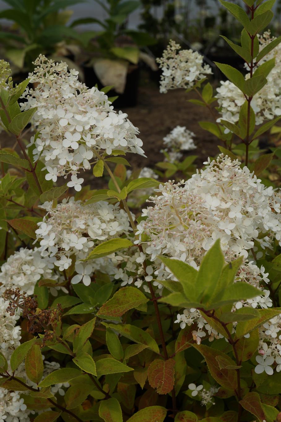 Rispenhortensie 'Grandiflora' • Hydrangea paniculata 'Grandiflora' Ansicht 3