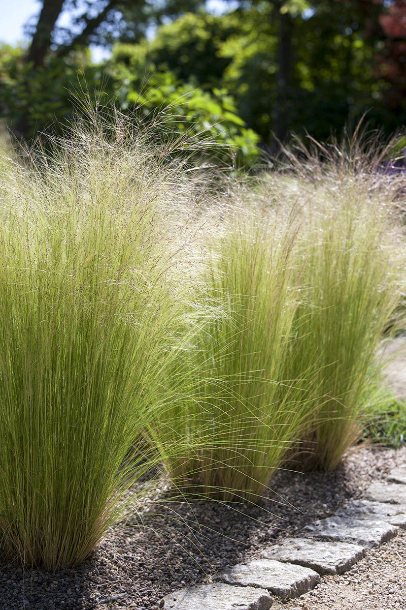 Zartes Federgras 'Ponytails' • Stipa tenuissima 'Ponytails' Ansicht 2