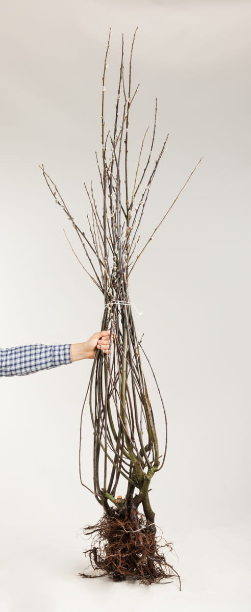 Salweide • Salix caprea 50-80 cm hoch, Wurzelware Ansicht 1