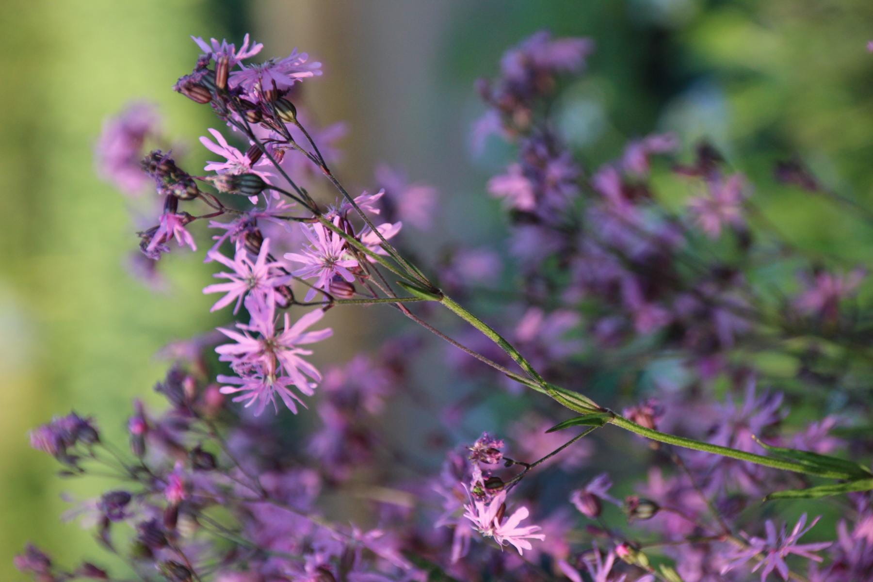 Kuckucks-Lichtnelke • Lychnis flos-cuculi Ansicht 6