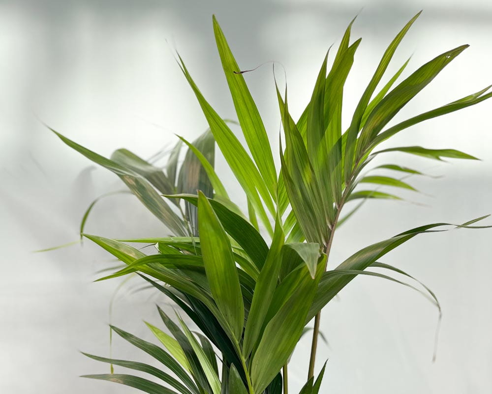 Kentiapalme • Howea forsteriana Topfdurchmesser 21 cm, 120 cm hoch Topfware Ansicht 3