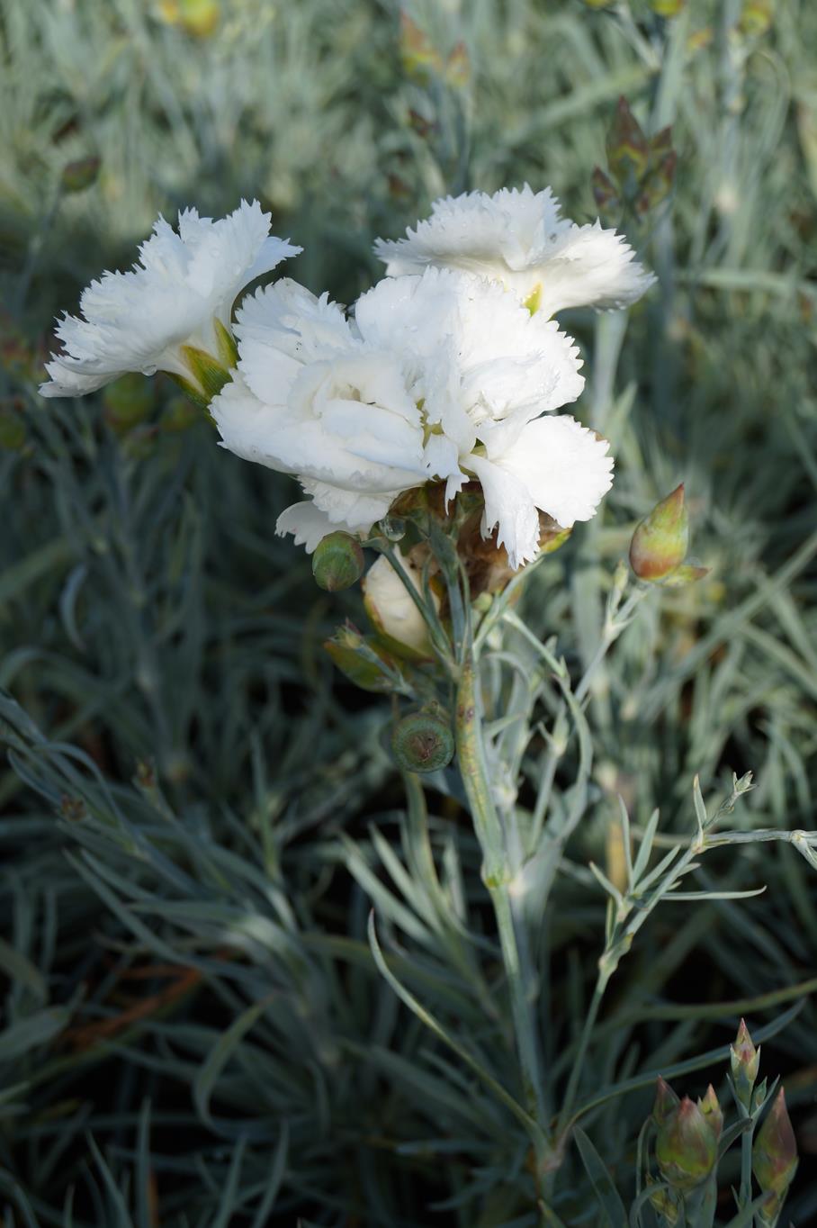 Feder Nelke 'Haytor White' • Dianthus plumarius 'Haytor White'