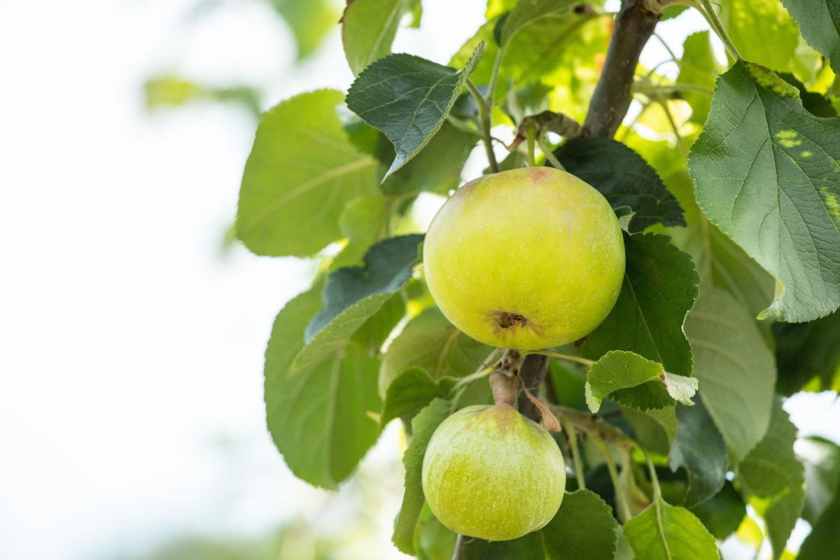 Apfel Jakob Lebel • Malus Jakob Lebel Containerware 120-150 cm hoch, Ansicht 1 Apfel Jakob Lebel • Malus Jakob Lebel Containerware 120-150 cm hoch, Ansicht 1