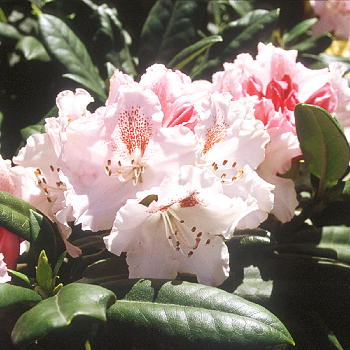 Rhododendron 'Ballkönigin' • Rhododendron yakushimanum 'Ballkönigin' Ansicht 1