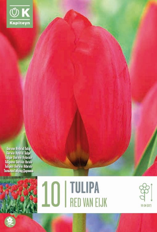 Blumenzwiebel - Tulipa 'Red van Eijk' 10er Packung