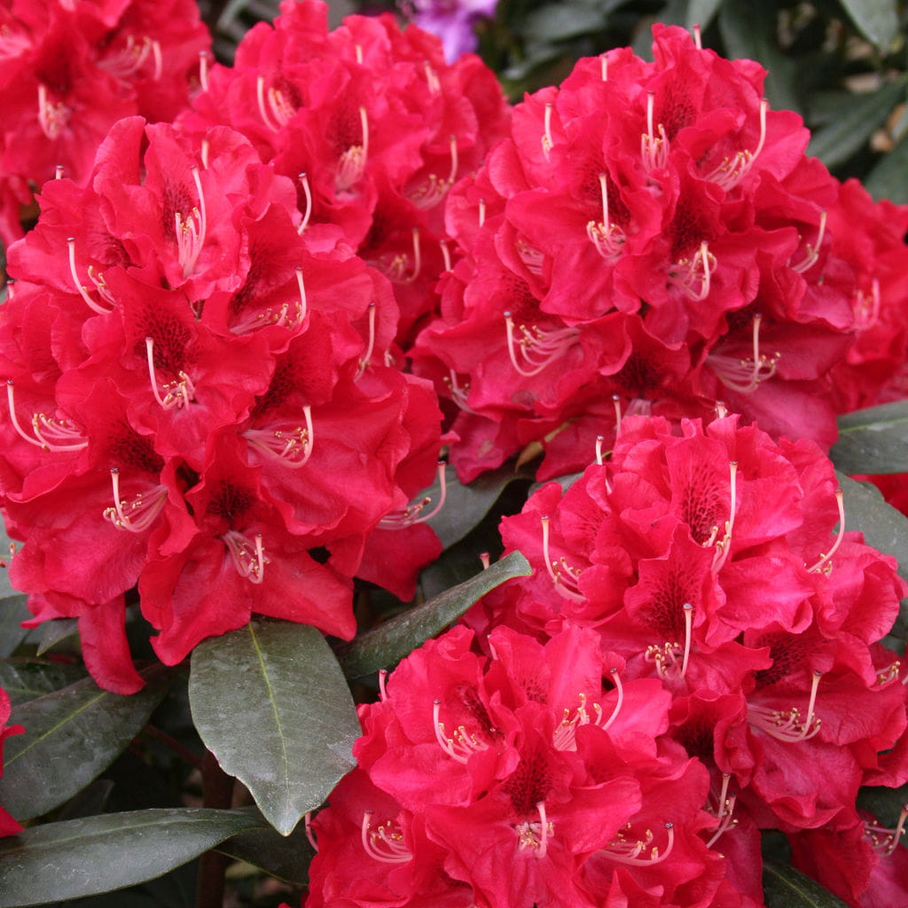 Rhododendron 'Karl Naue' • Rhododendron Hybride 'Karl Naue' Ansicht 1
