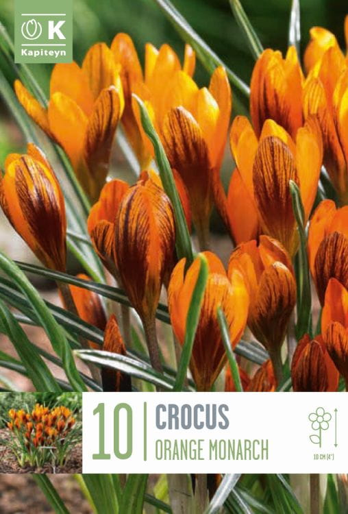 Blumenzwiebel - Crocus oliveri 'Orange Monarch' 10er Packung