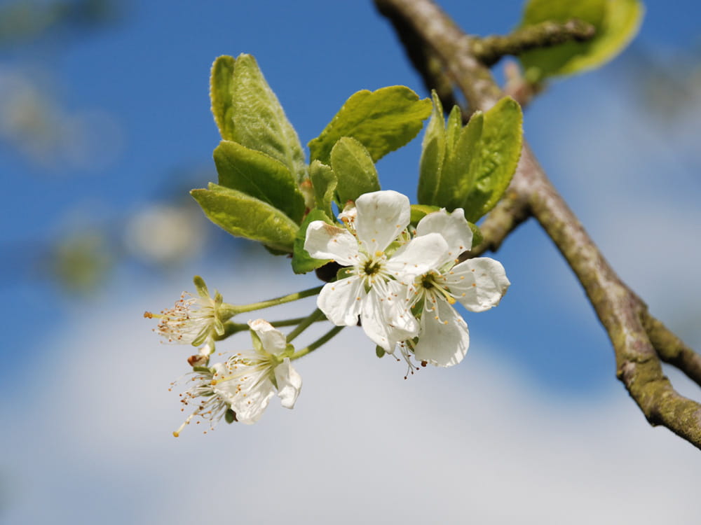Pflaume 'Königin Viktoria' • Prunus domestica 'Königin Viktoria' Ansicht 3