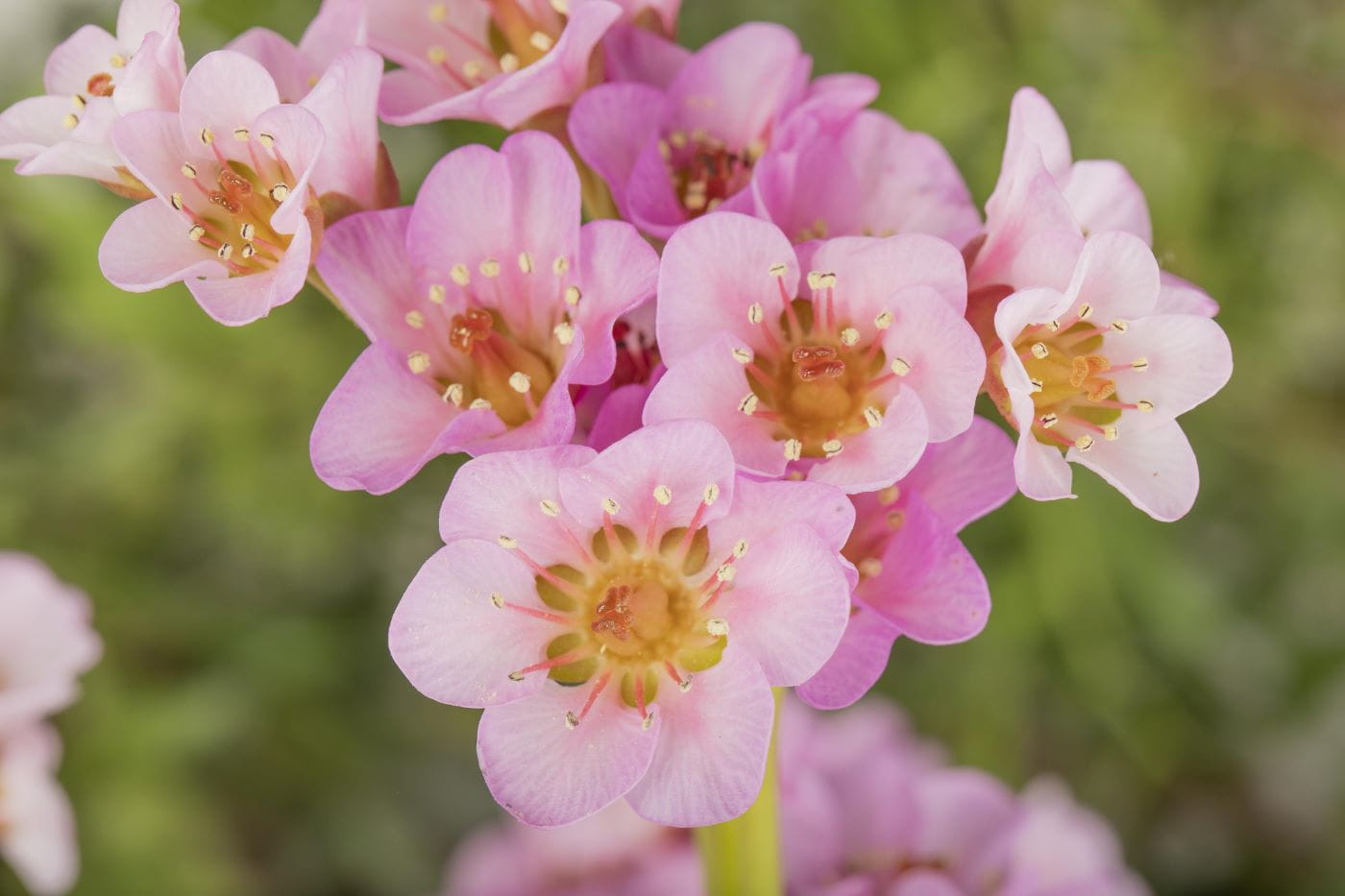 Bergenie 'Biedermeier' • Bergenia cordifolia 'Biedermeier'