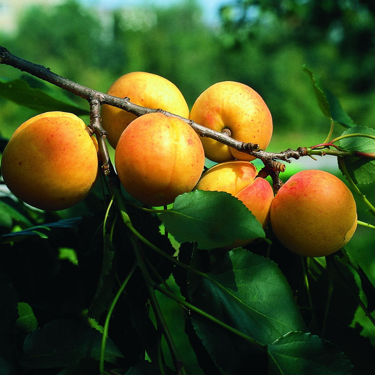 Aprikose 'Orangered' • Prunus armeniaca 'Orangered'