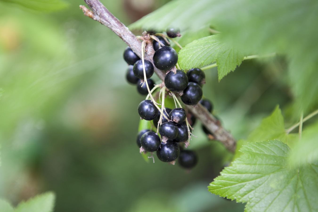 Schwarze Johannisbeere 'Little Black Sugar' • Ribes nigrum 'Little Black Sugar' Ansicht 1