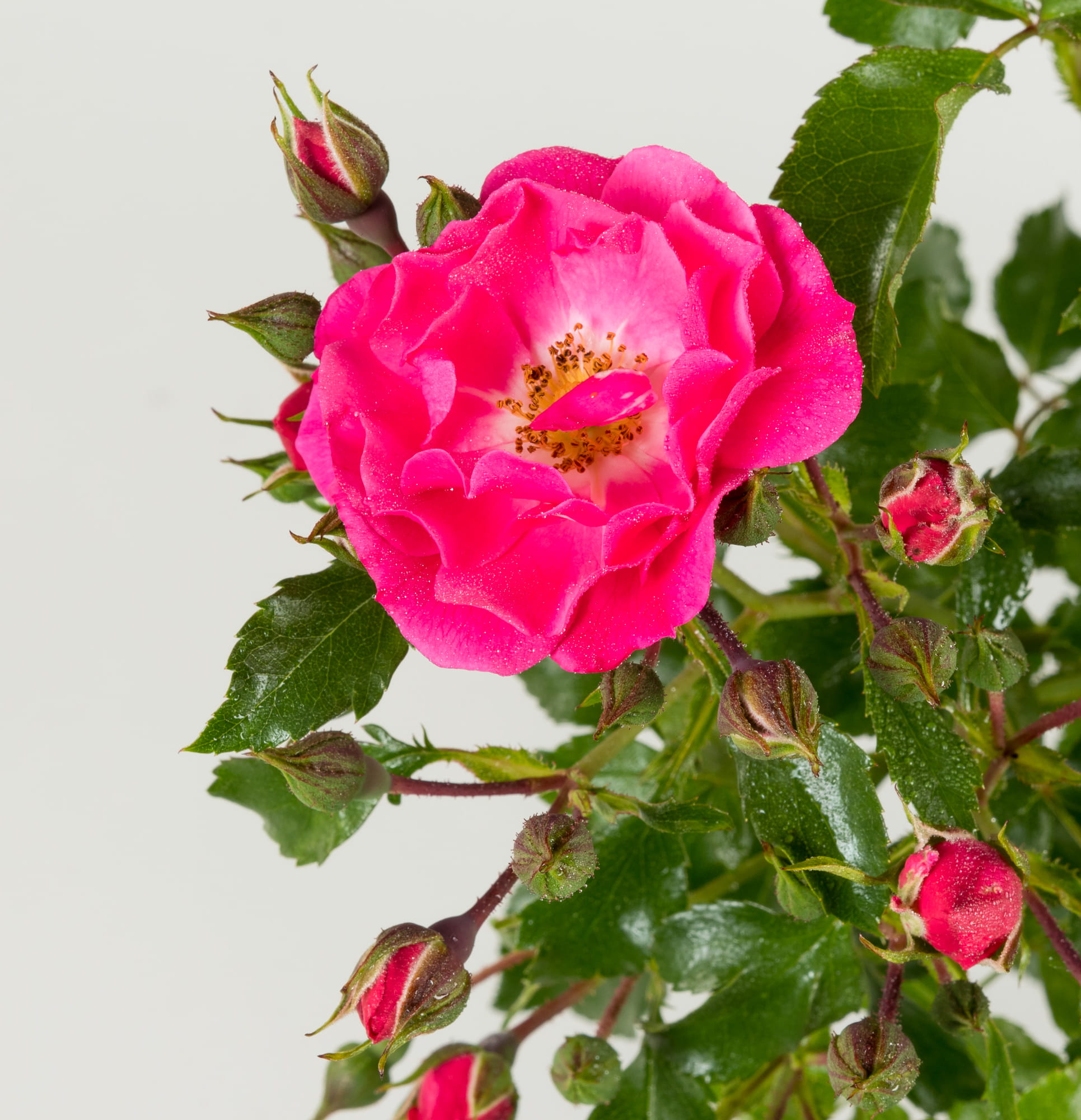 Bodendeckerrose 'Heidetraum'® • Rosa 'Heidetraum'® Ansicht 3