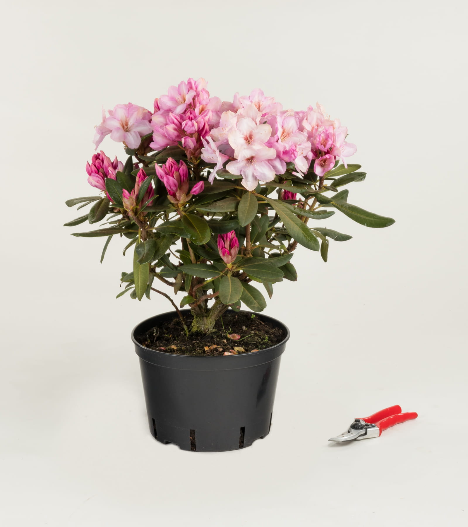 Rhododendron 'Paola' • Rhododendron Hybride 'Paola' Containerware 30-40 cm Ansicht 1