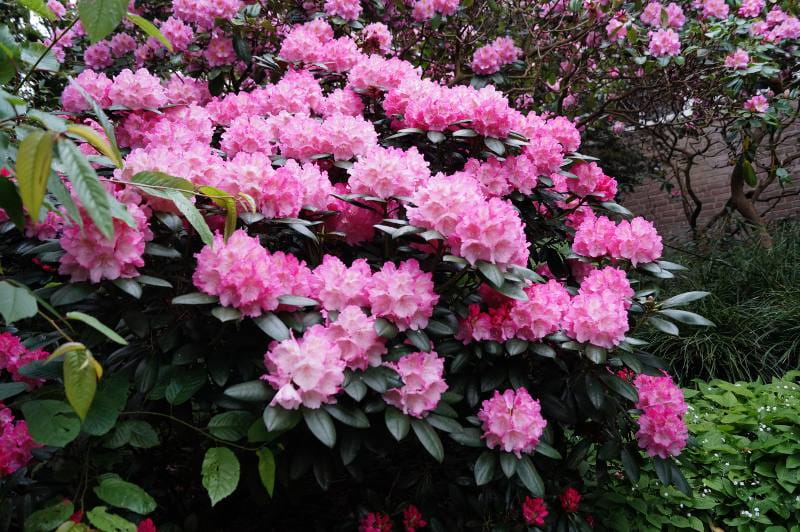Rhododendron 'Polaris' • Rhododendron yakushimanum 'Polaris' Ansicht 2