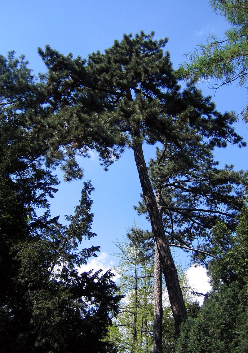 Österreichische Schwarzkiefer • Pinus nigra ssp.nigra Ansicht 4