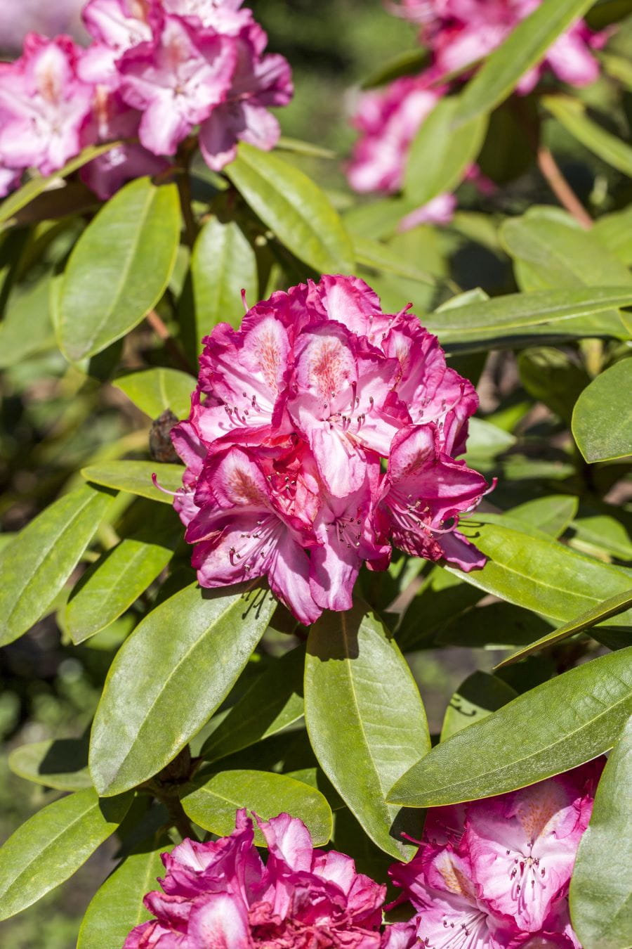 Rhododendron 'Midnight Mystique' • Rhododendron Hybride 'Midnight Mystique'