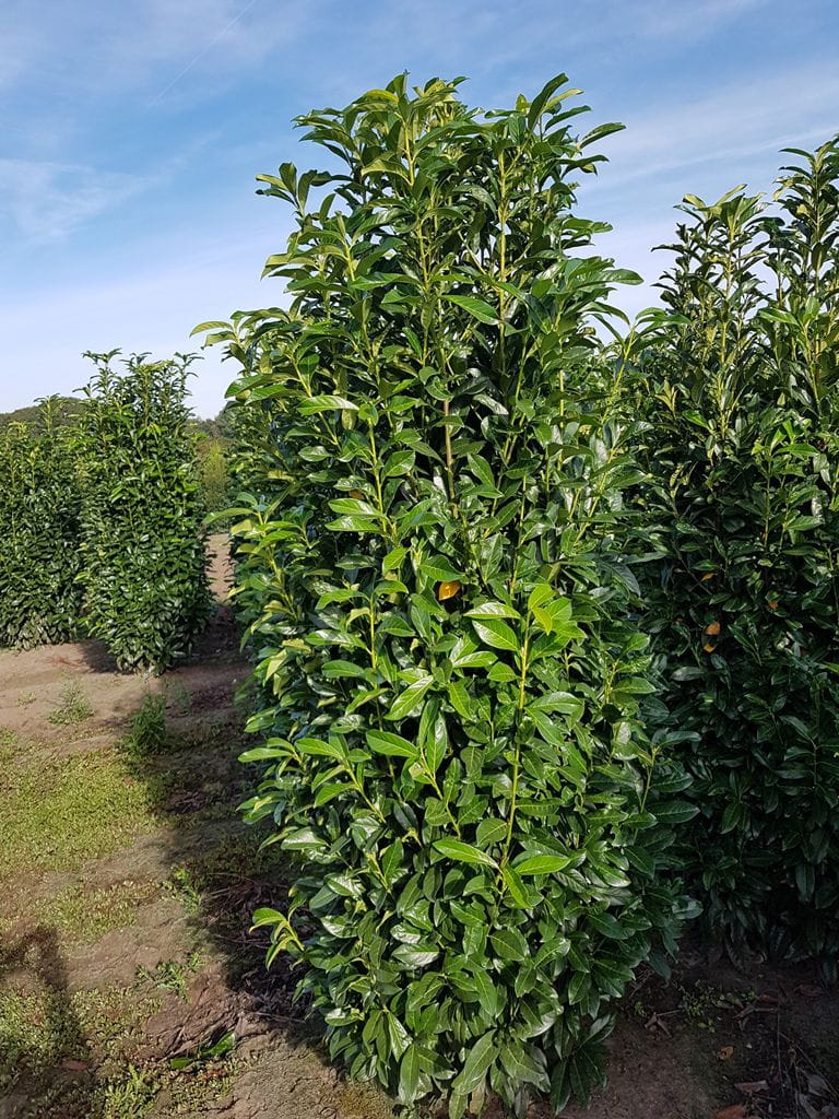 Kirschlorbeer 'Diana' • Prunus laurocerasus 'Diana' Ansicht 4