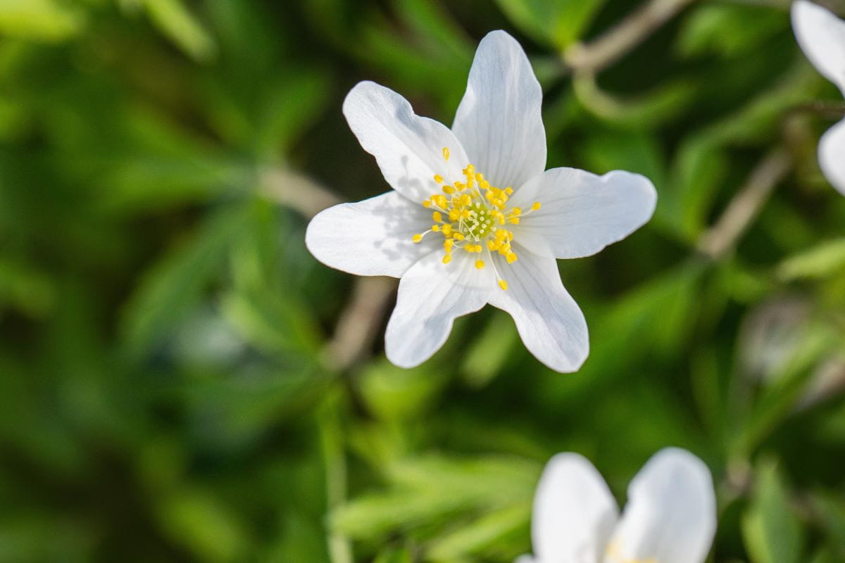 Busch Windröschen • Anemone nemorosa