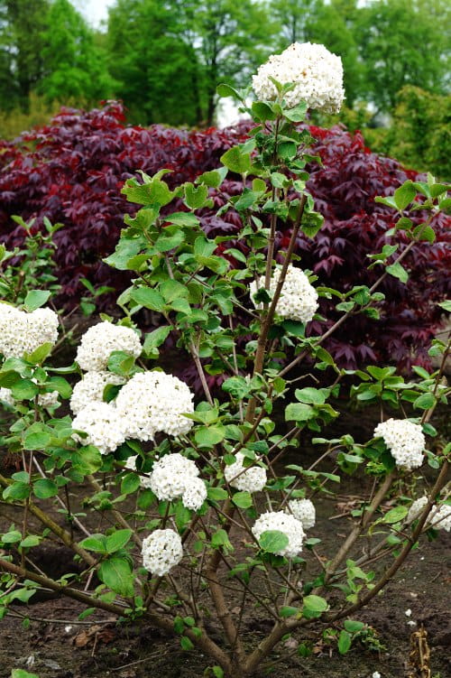 Großblumiger Duft-Schneeball • Viburnum carlcephalum Ansicht 3