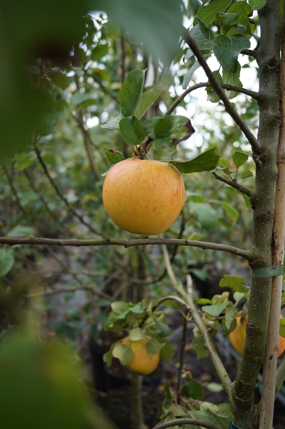 Apfel 'Alkmene' • Malus 'Alkmene'