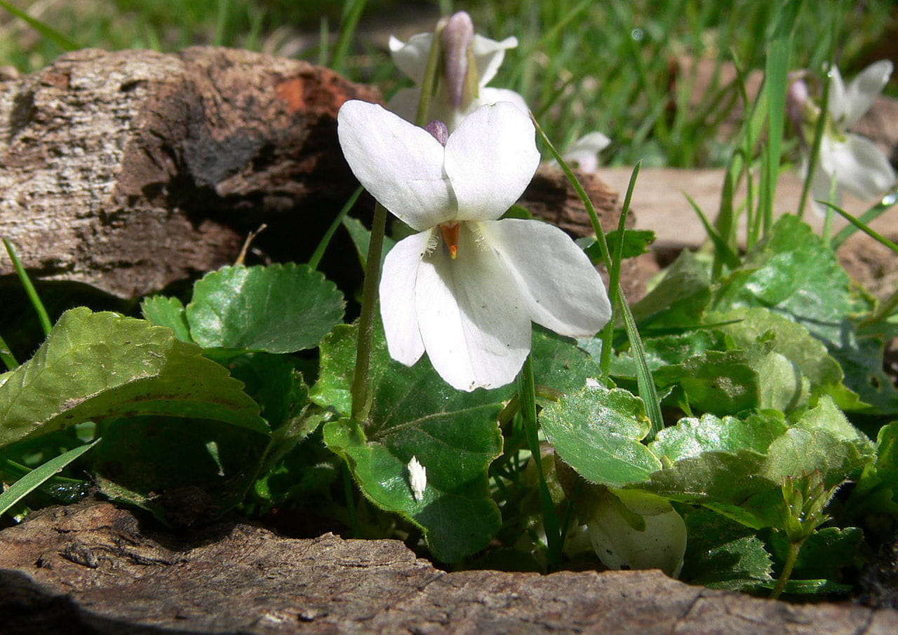 Duftveilchen  'f. Alba' • Viola odorata  'f.alba' Ansicht 1