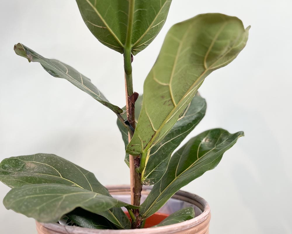 Geigenfeige • Ficus lyrata Topfdurchmesser 21 cm, 90 cm hoch Topfware Ansicht 3